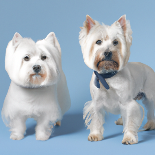 Westie vs Yorkie: Main Differences and Key Points