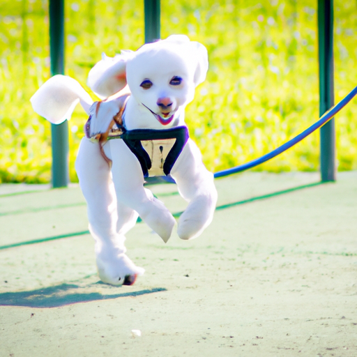 How Much Exercise Does a Bichon Frise Need? Vet-Reviewed Advice