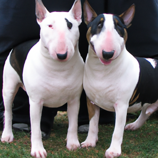 Male vs. Female Bull Terrier: Key Differences and Tips for Choosing the Right Gender