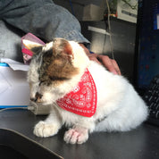 Pet Scarf Bandana Collar: Stylish Neck Accessory bandana for Puppies, Cats, and Small Dogs